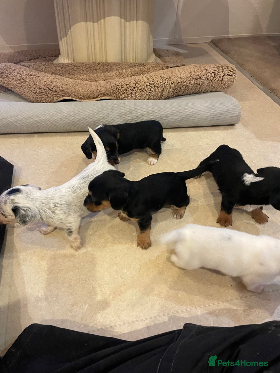 Mixed Breed dogs for sale: Sealyham terrier cross jack russel terrier  - Advert 7