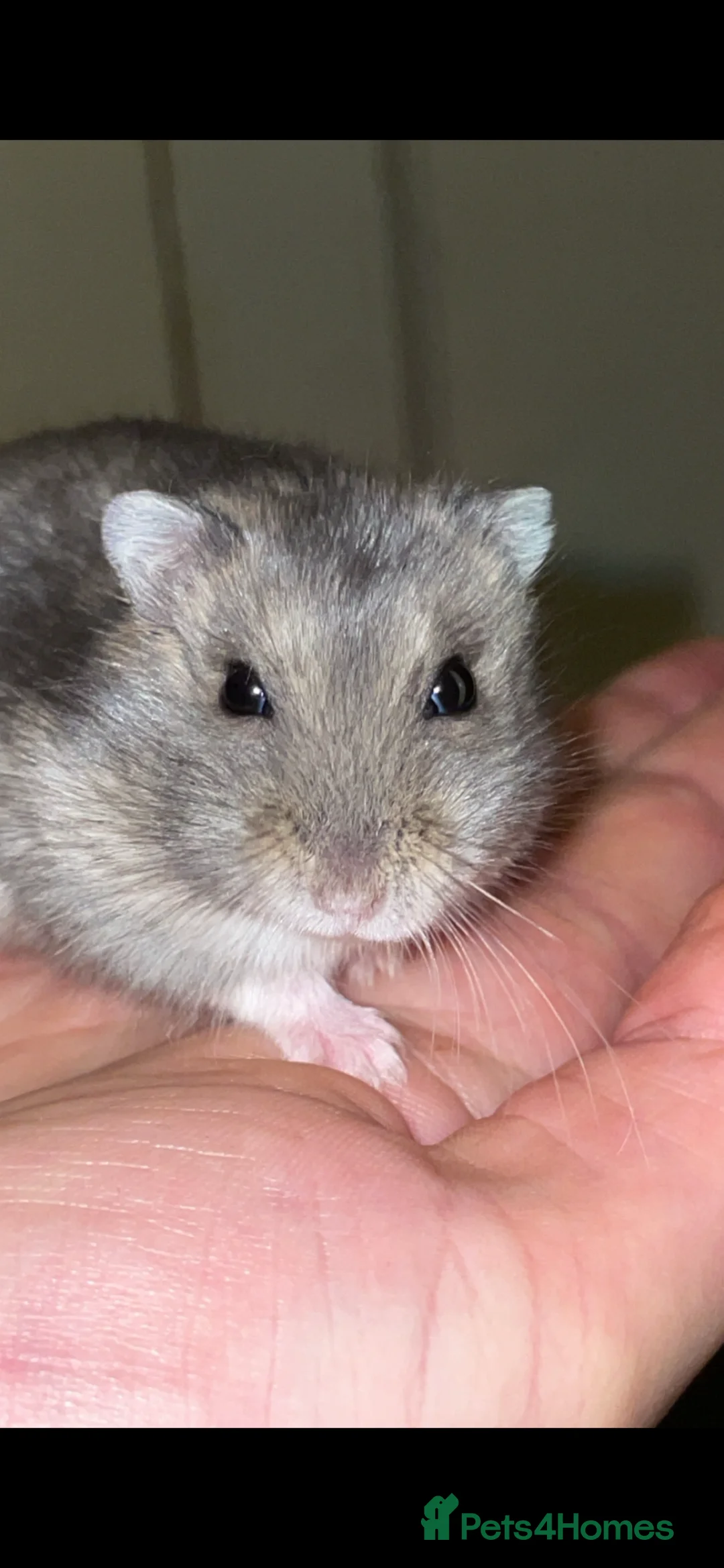 Hamster rodents for sale: Two male Russian dwarf hamsters  in Edinburgh - Advert 4