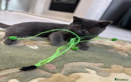 British Shorthair cats for sale: British Shorthair - Image 28