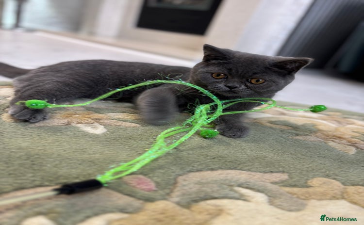 British Shorthair cats - Advert 8