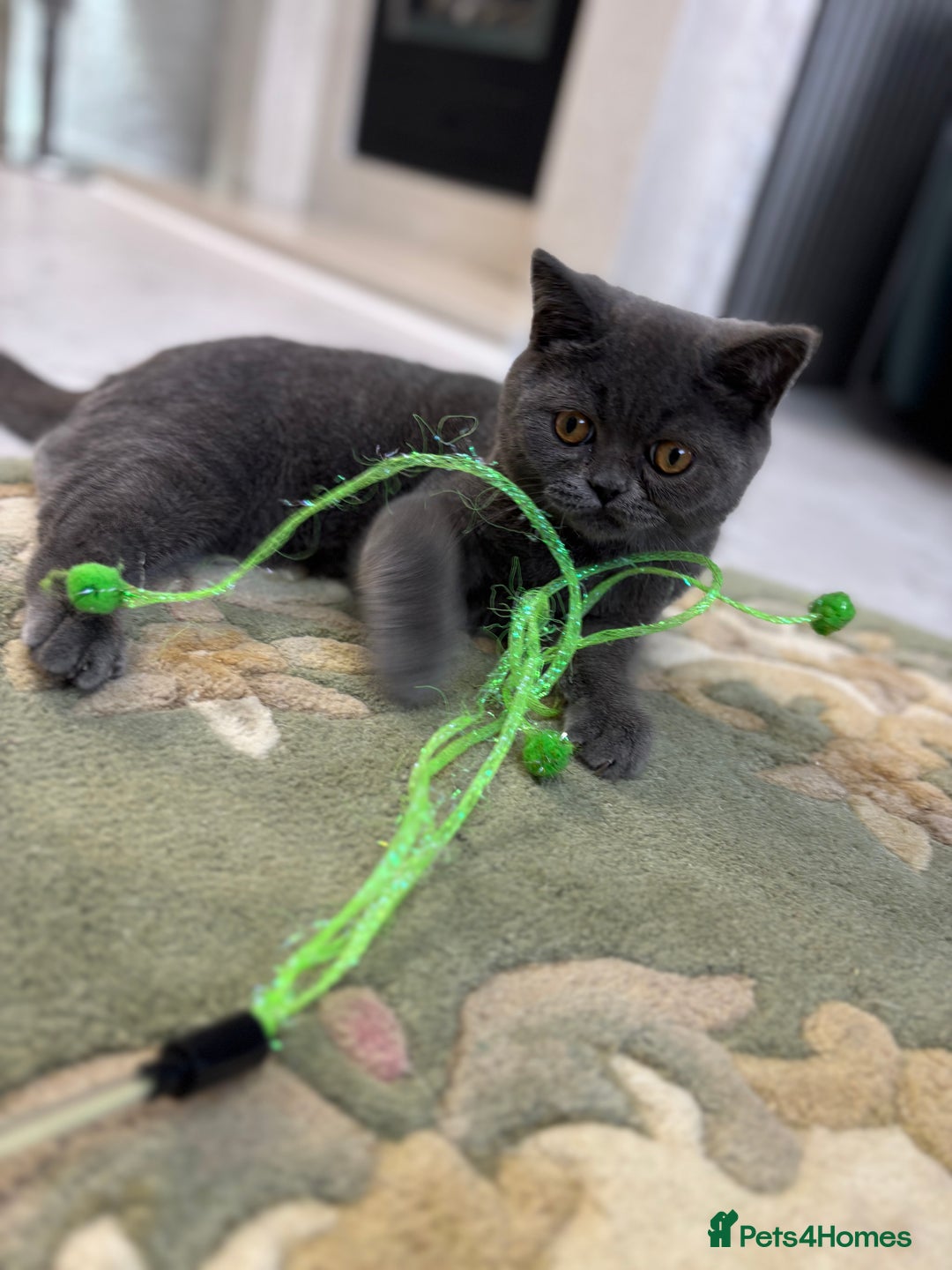 British Shorthair cats for sale: British Shorthair - Image 28