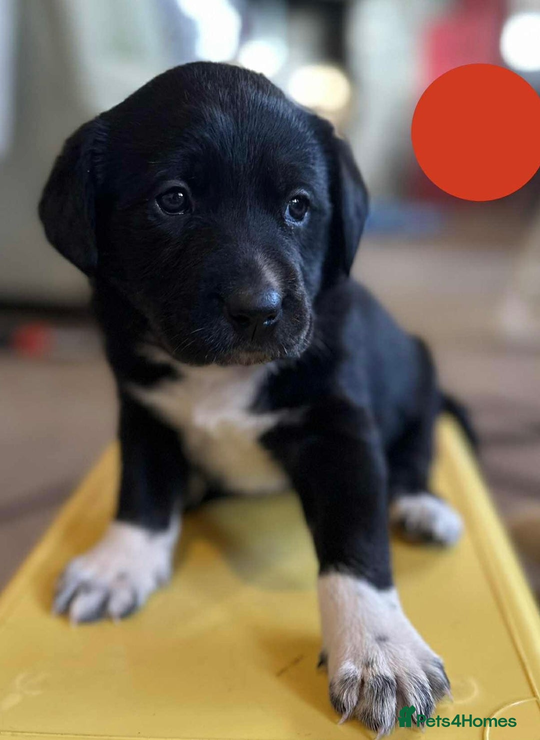 Borador dogs for sale: Pups - Labrador x Collie  - Advert 2