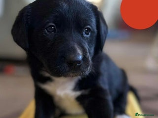 Borador dogs Pups - Labrador x Collie - Advert 2