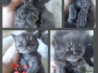 Maine Coon cats Beautiful Russian Bloodline babies - Advert 6