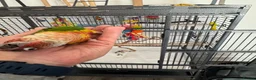 Conures birds for sale: Red factor, yellow sided pineapple conure - Advert 23