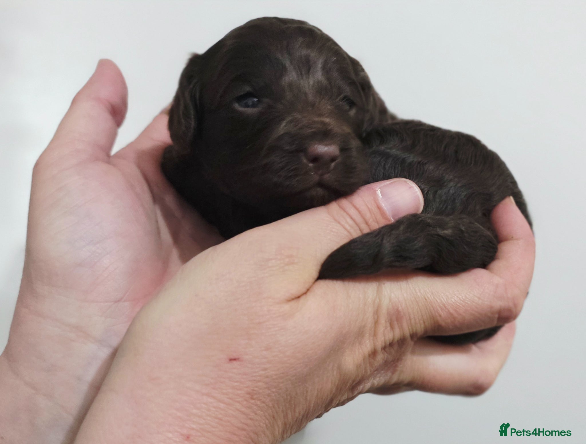 Cockapoo dogs Beautiful Cockerpoo Puppies  - Advert 1
