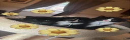 Persian cats for sale: 🤎Persian,Maincoon🤎 - Advert 9