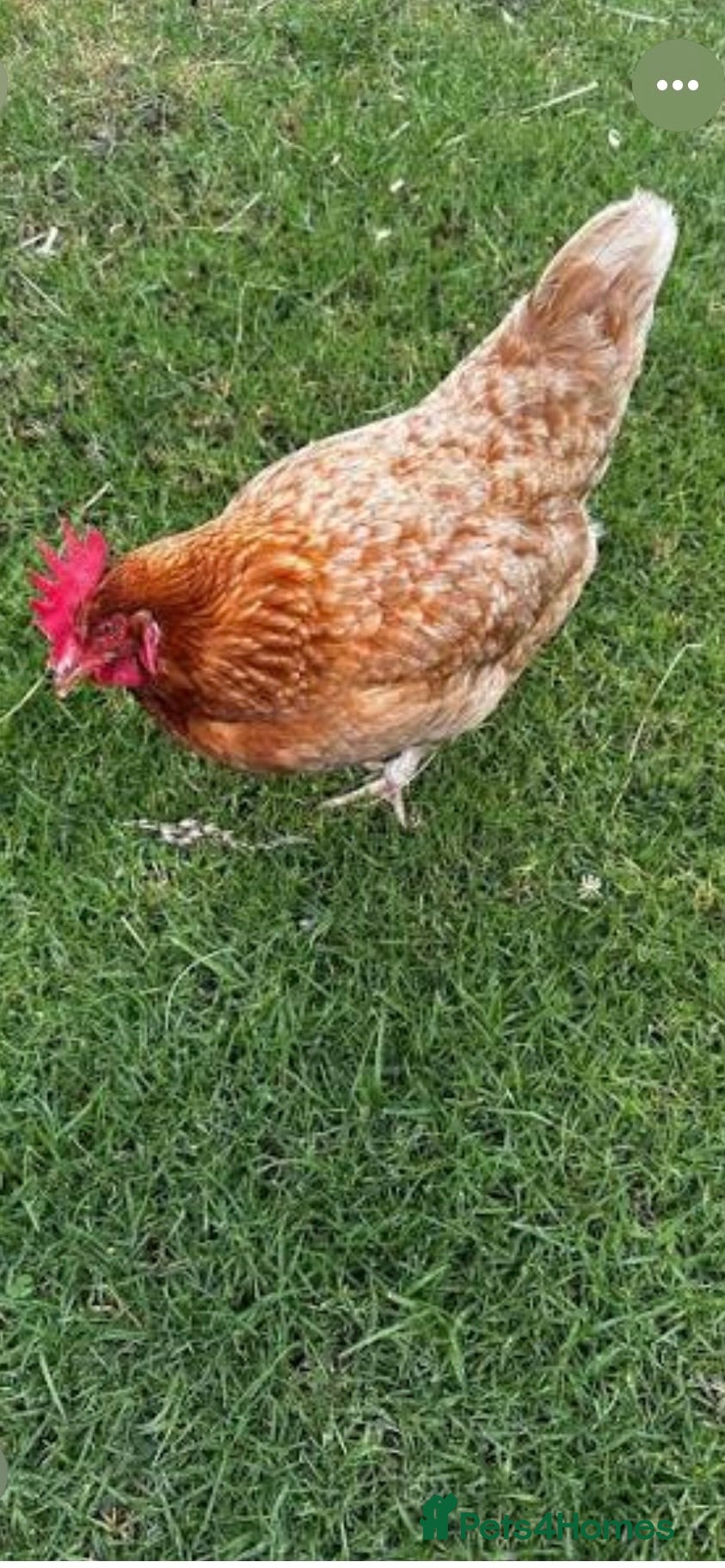 Chickens poultry Wanted ex battery hens  - Advert 1