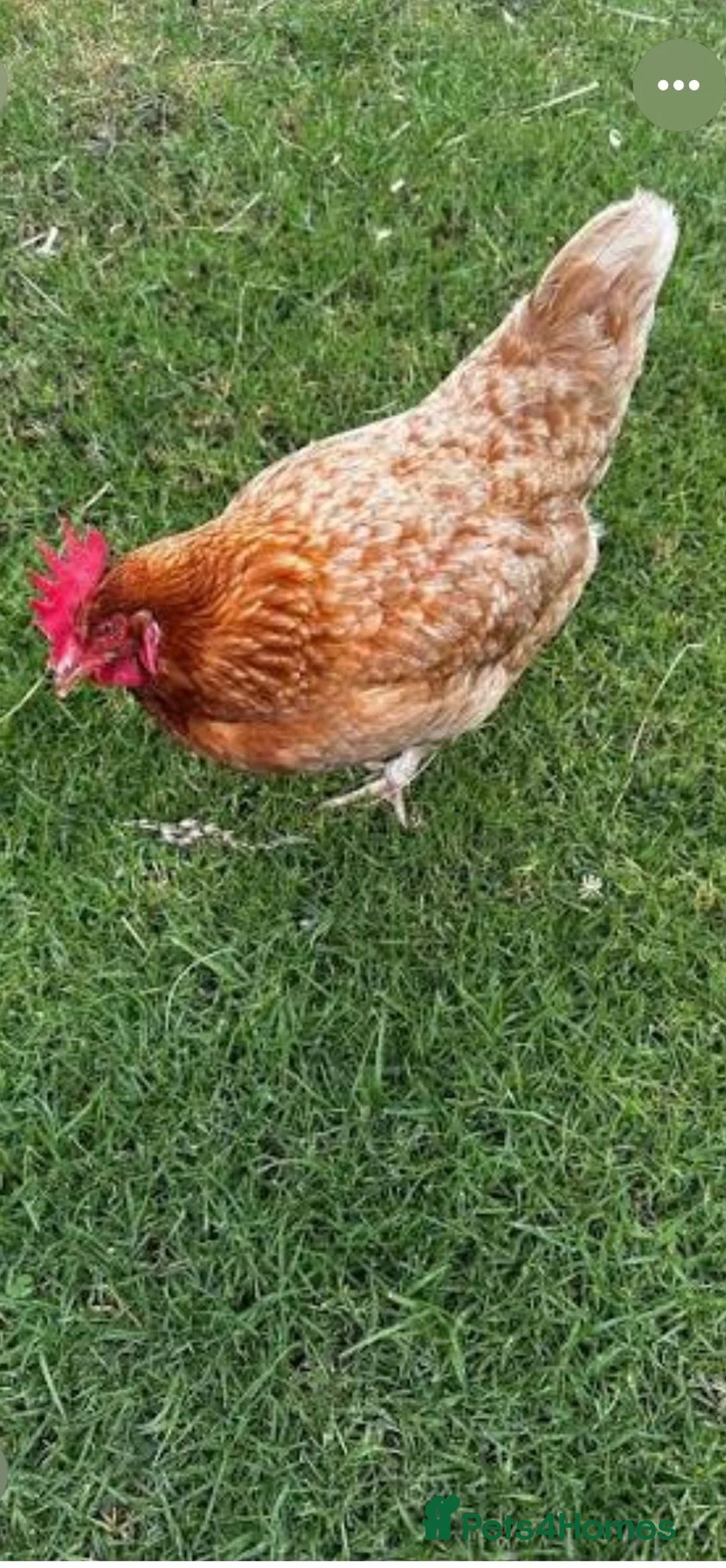 Chickens poultry for sale: Wanted ex battery hens  - Advert 1