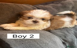 Shih Tzu dogs for sale: Four shih tzu boy puppy’s for sale. - Image 25