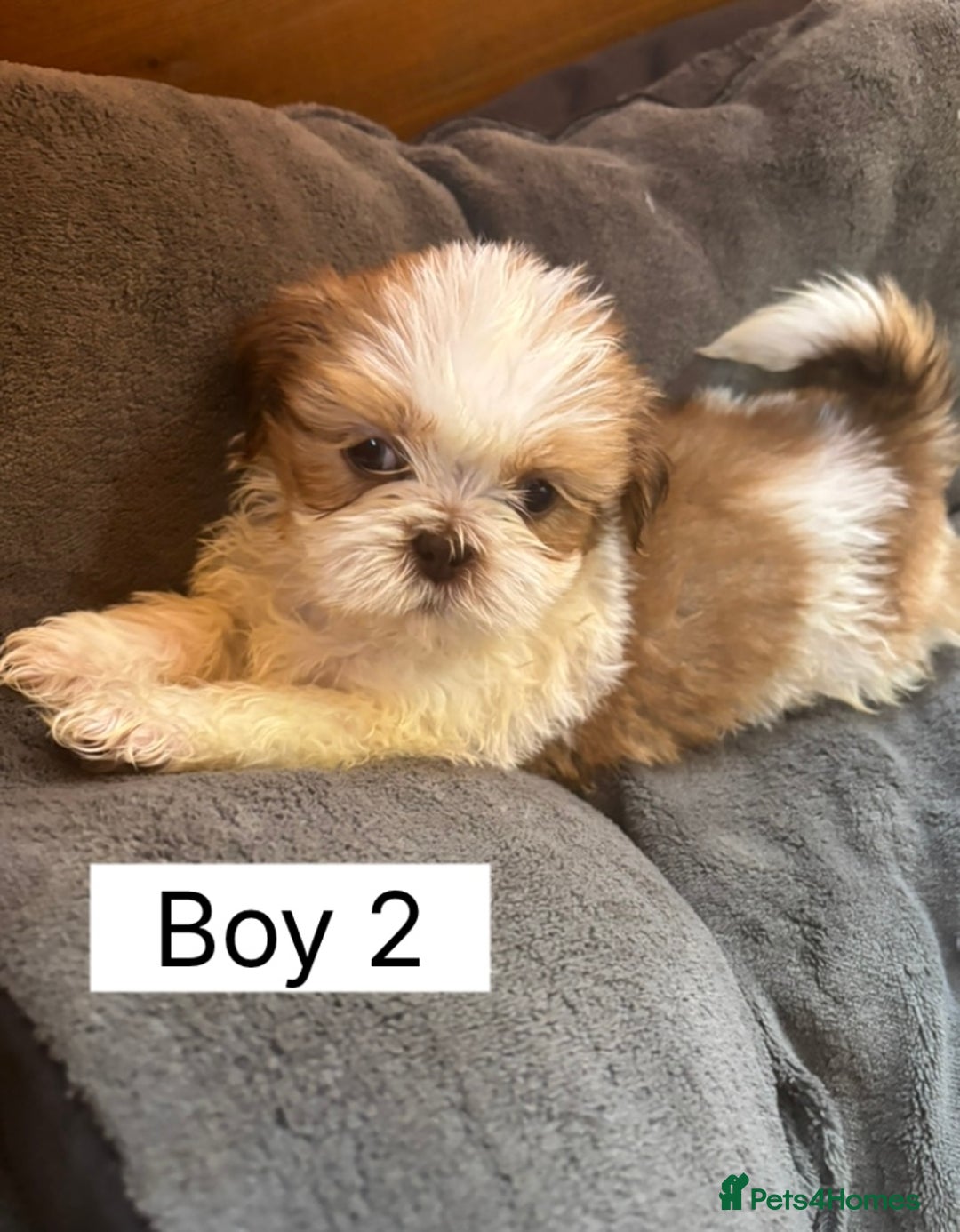 Shih Tzu dogs for sale: Four shih tzu boy puppy’s for sale. - Image 25