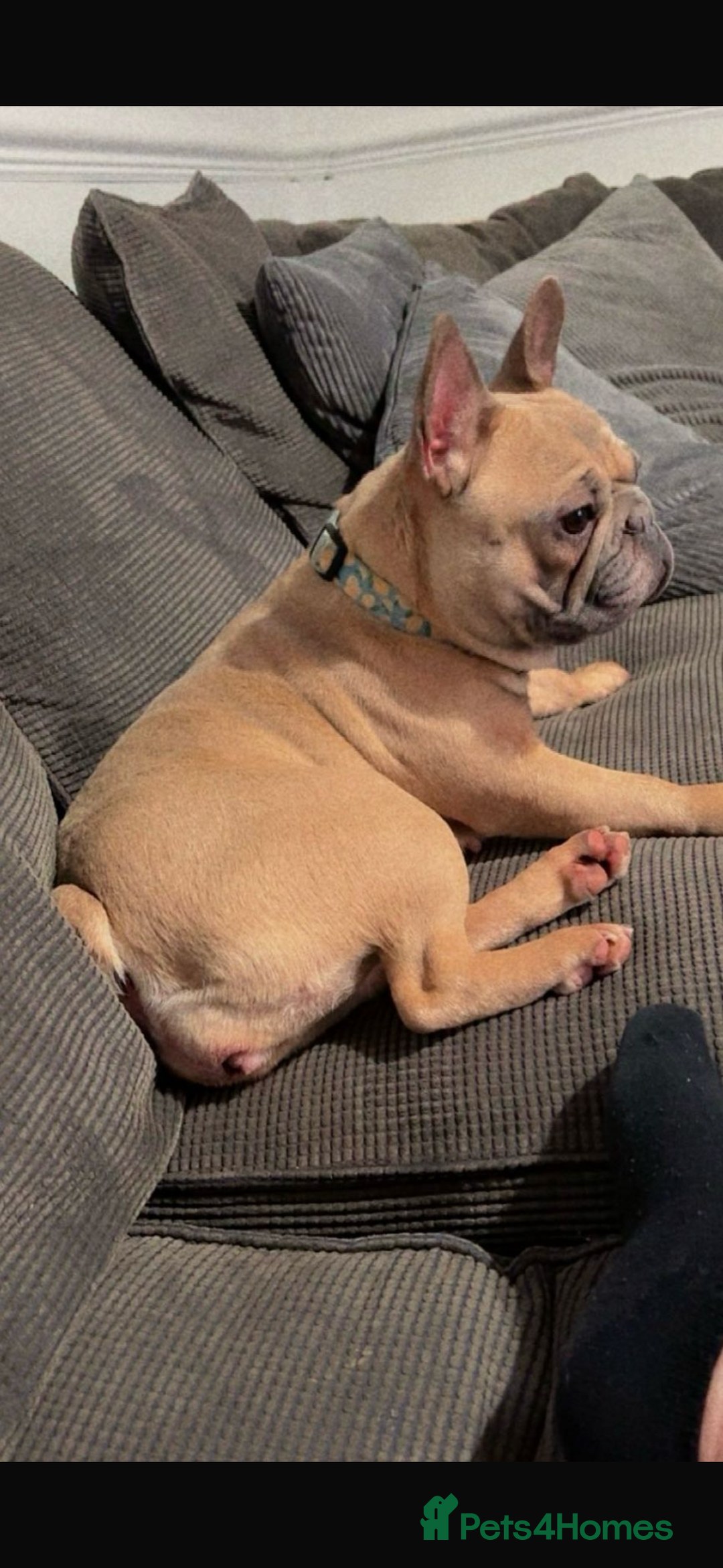 French Bulldog dogs for sale: French bulldog - Advert 2