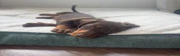 Miniature Dachshund dogs for sale: Beautiful PRA Clear Mini Dachshund Puppies  - Advert 12