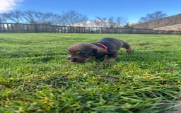 Dachshund dogs for sale: WHD - Wirehaired Dachshund (Teckle) Pups - Image 25