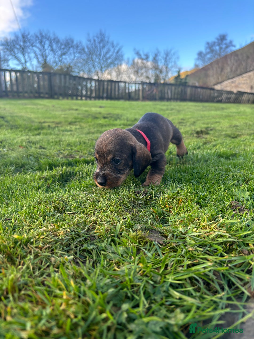 Dachshund dogs for sale: WHD - Wirehaired Dachshund (Teckle) Pups - Image 25