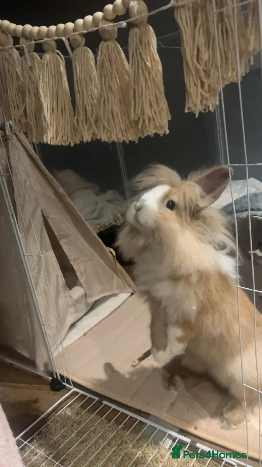 Lionhead rabbits for sale: Male lion head bunny  - Advert 3