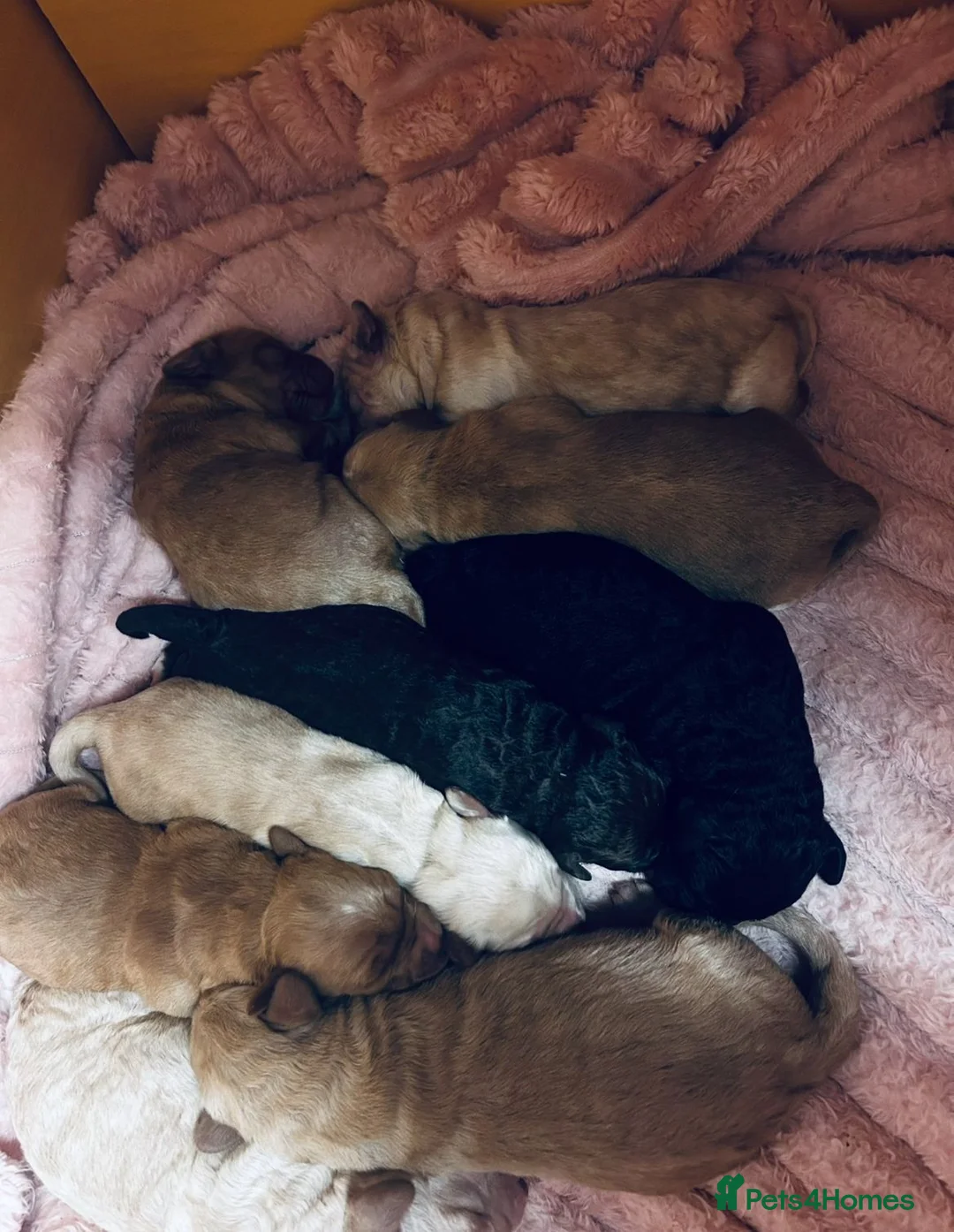 Mixed Breed dogs for sale: 9 Beautiful Puppies for sale - Advert 26