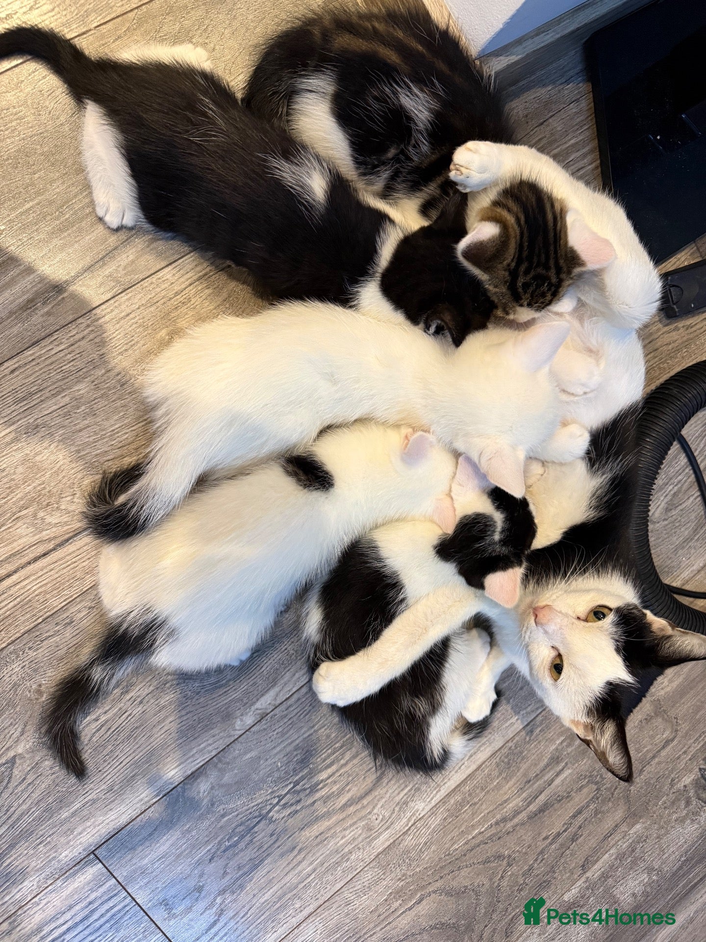 Mixed Breed cats Kittens for sale  - Advert 6