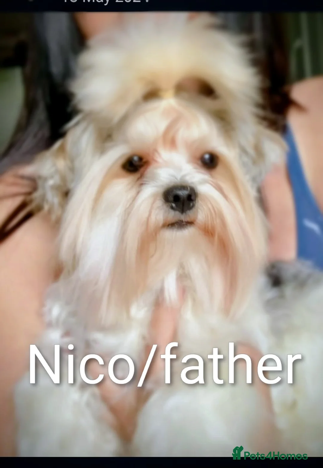 Biewer Terrier dogs for sale: Exceptional Hypoallergenic Biewer Terriers yorkie - Advert 7