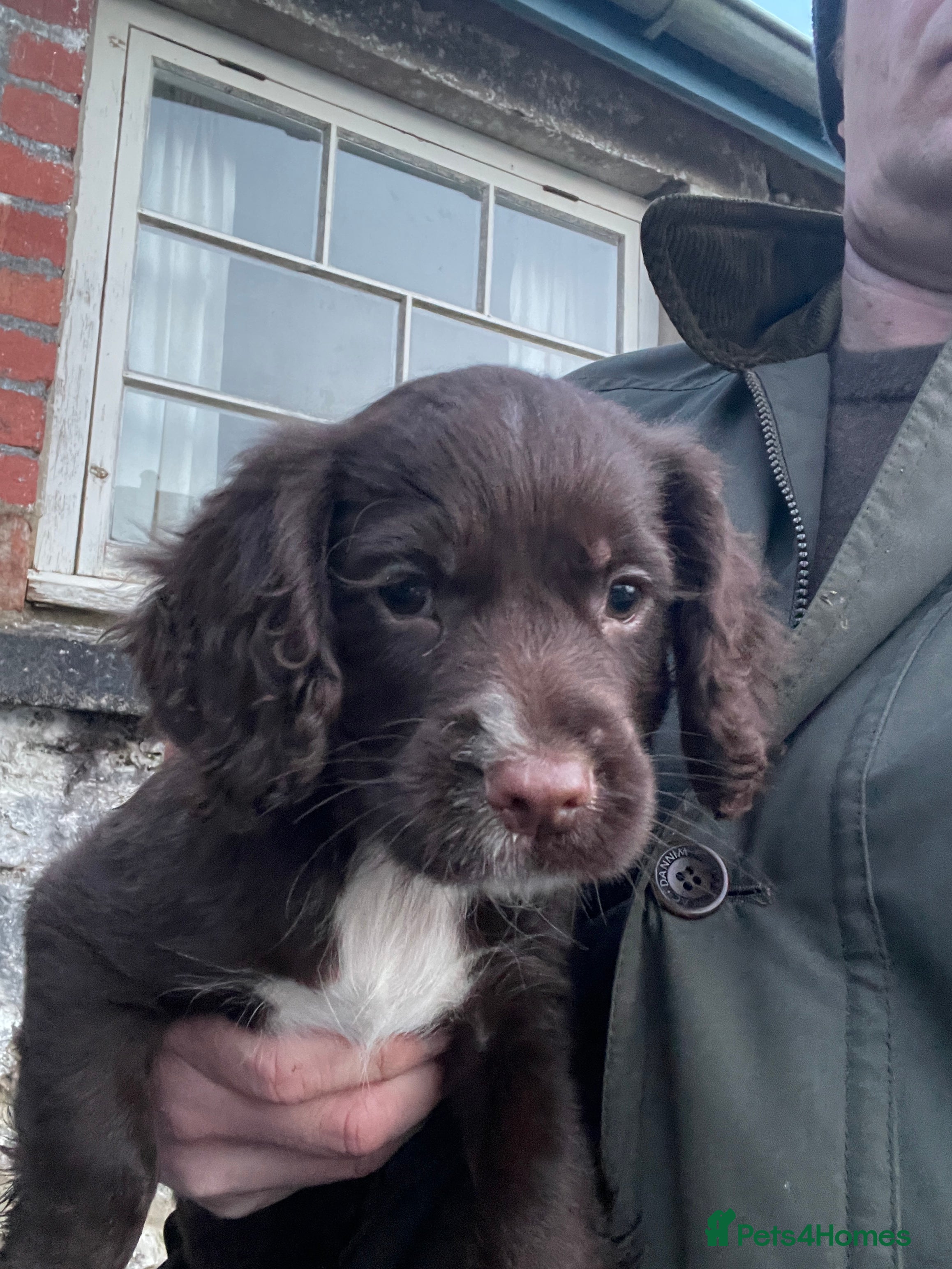 Cocker Spaniel dogs Beautiful working cocker spaniel puppies  - Advert 16
