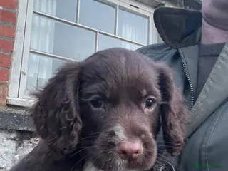 Cocker Spaniel dogs Beautiful working cocker spaniel puppies - Advert 16