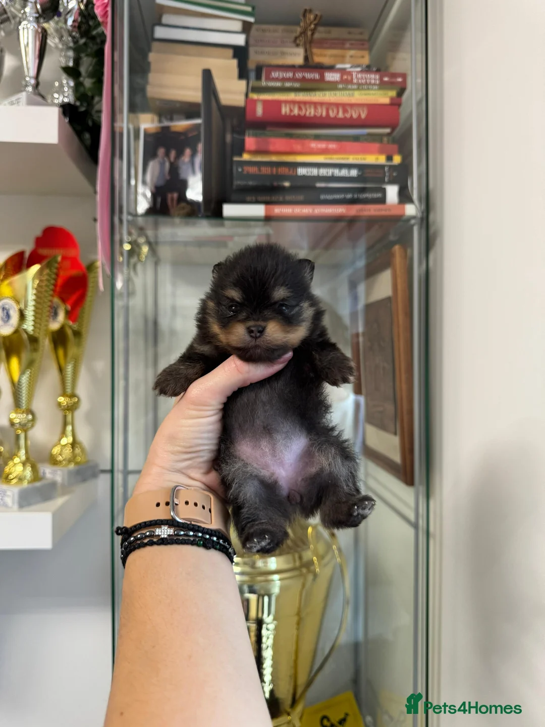 Pomeranian dogs for sale: ♥️ Adorable Pomeranian Puppies ♥️ - Advert 6