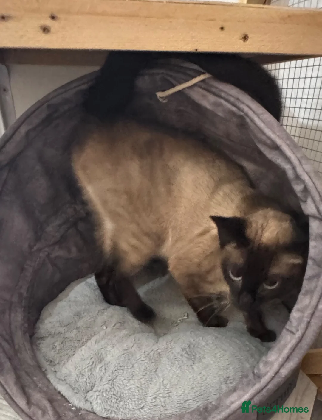 Siamese cats for sale: Beautiful Siamese kittens in Doncaster - Advert 2
