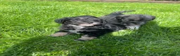 Schnoodle dogs for sale: Gorgeous Schnoodle Puppies  - Advert 4