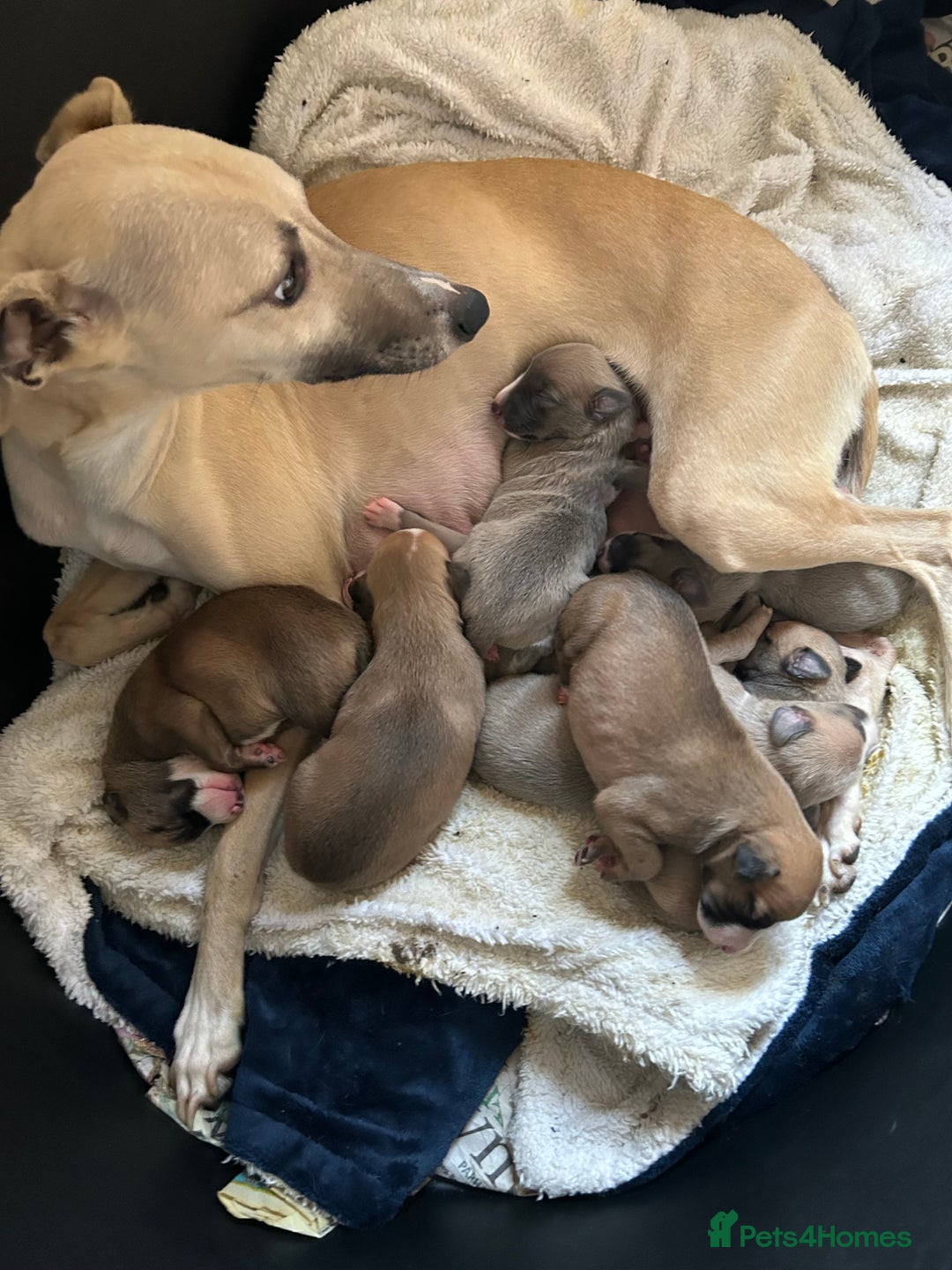 Whippet dogs for sale: Male puppy available Full pedigree and kc reg  - Advert 8