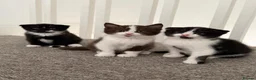 Scottish Fold cats for sale: 🤎🤍 Scottish Girls Seeking Loving Homes in London - Advert 8