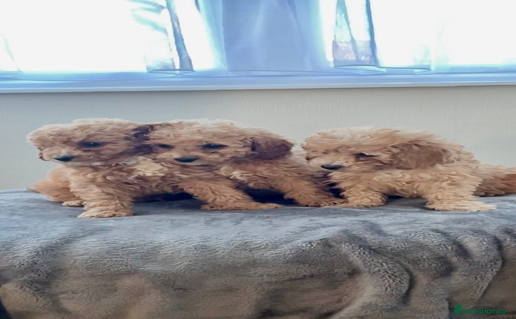 Cockapoo dogs - Advert 4