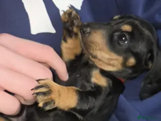 Dachshund dogs Dachshund - Advert 14