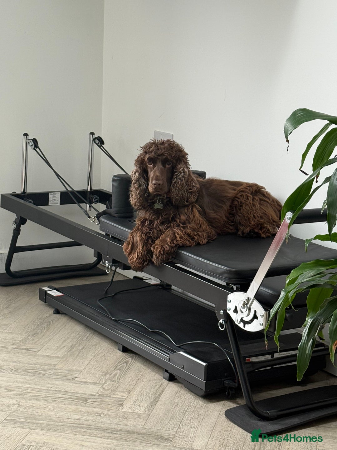 Cocker Spaniel dogs for sale: Exceptional Cocker Spaniel Puppies  - Advert 10