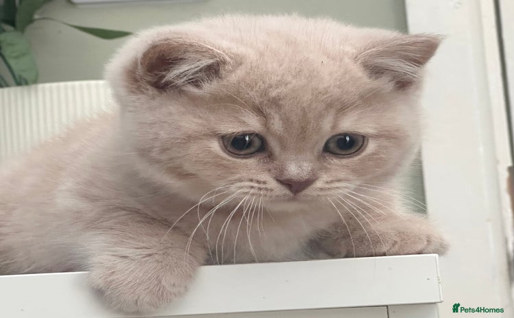 British Shorthair cats - Advert 8