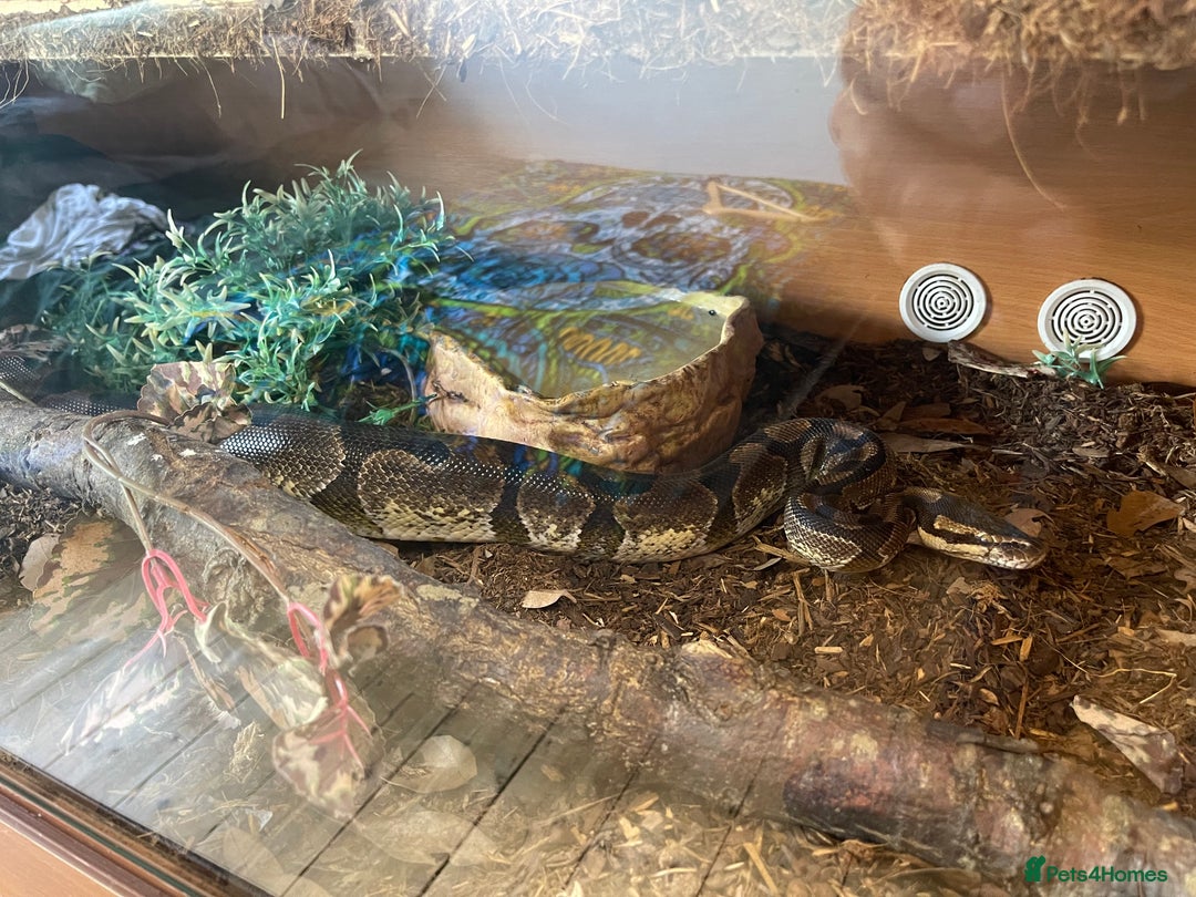 Python Snake reptiles for sale: Adult male enchi morph python with full set up - Image 12
