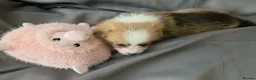 Welsh Corgi Pembroke dogs for sale: Corgi Puppies for Loving Homes – 1 Male, 1 Females - Advert 16