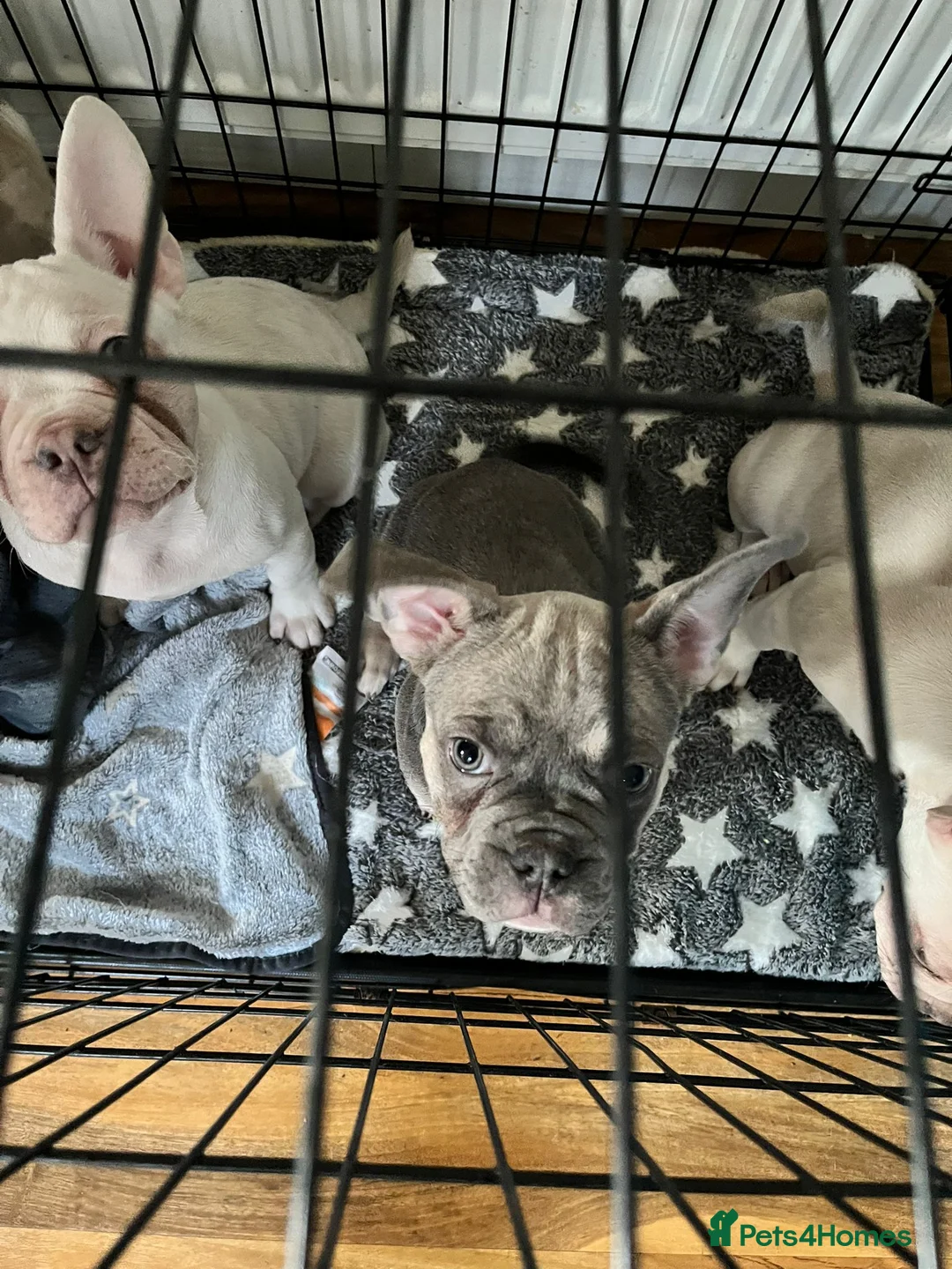 French Bulldog dogs for sale: DESTINY, TRINITY AND MYSTERY - Advert 11