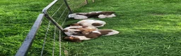 German Shorthaired Pointer dogs for sale: GSP Puppies in Aberdare - Advert 5