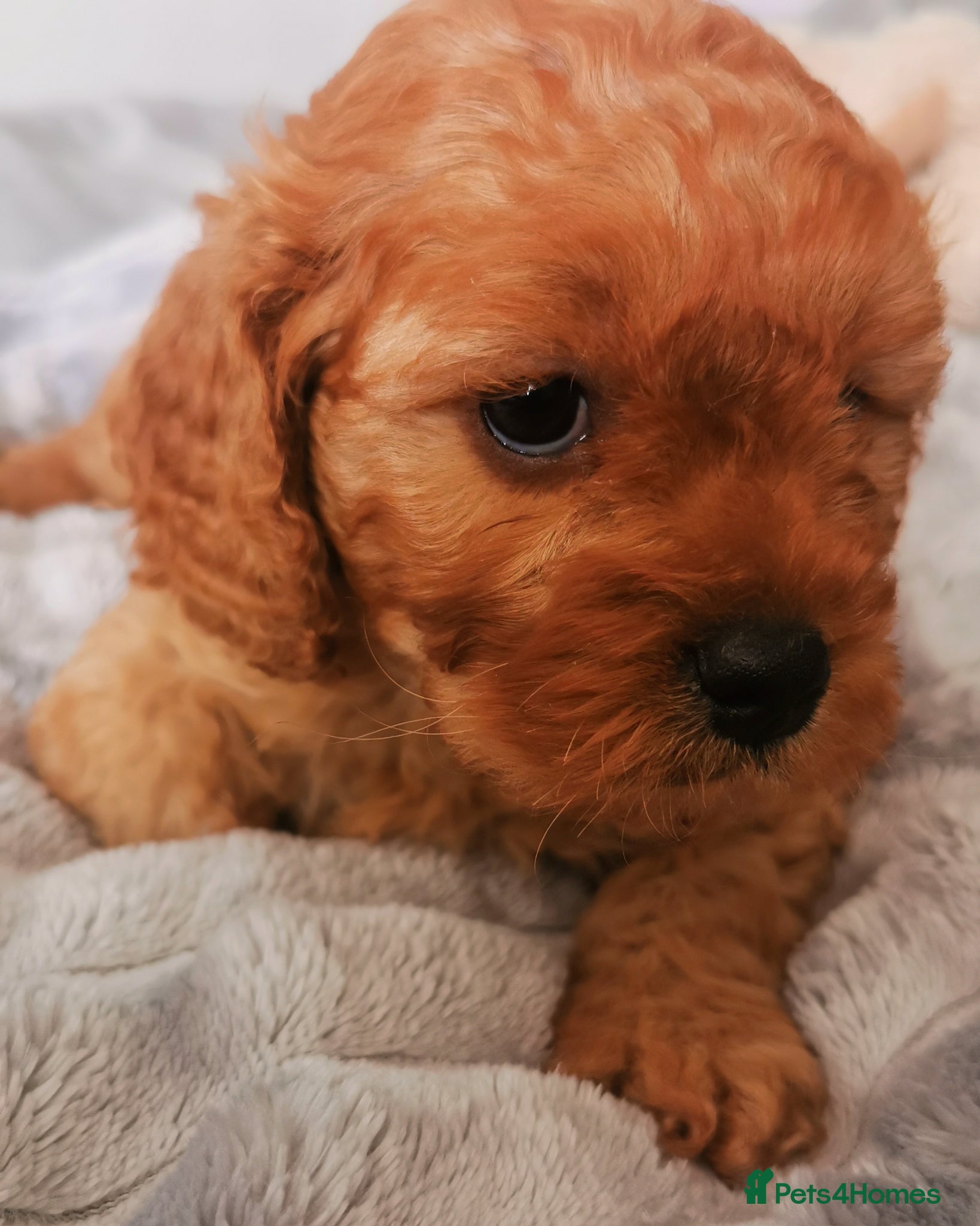 Cavapoo dogs EXTENSIVELY HEALTH TESTED F1B CAVAPOO PUPPIES  - Advert 1