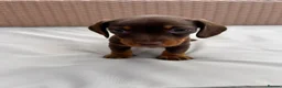 Miniature Dachshund dogs for sale: 7 Adorable Sausage Pups Ready 13th August (4 LEFT) - Advert 7