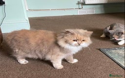 British Longhair cats for sale: British Shorthair -Longhair variant GCCF Female - Image 5