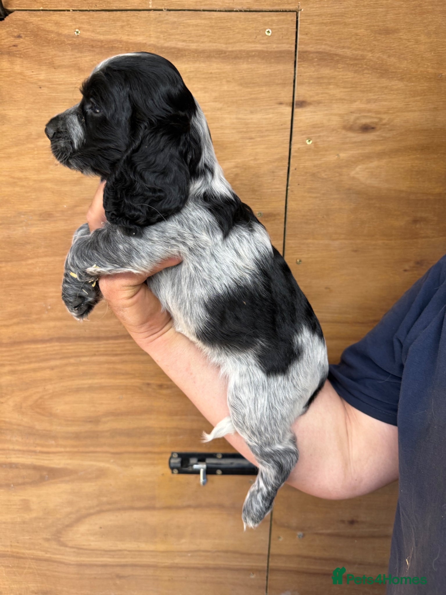 Cocker Spaniel dogs for sale: 5 Gorgeous Chunky Show Type Cocker Spaniels  - Advert 11