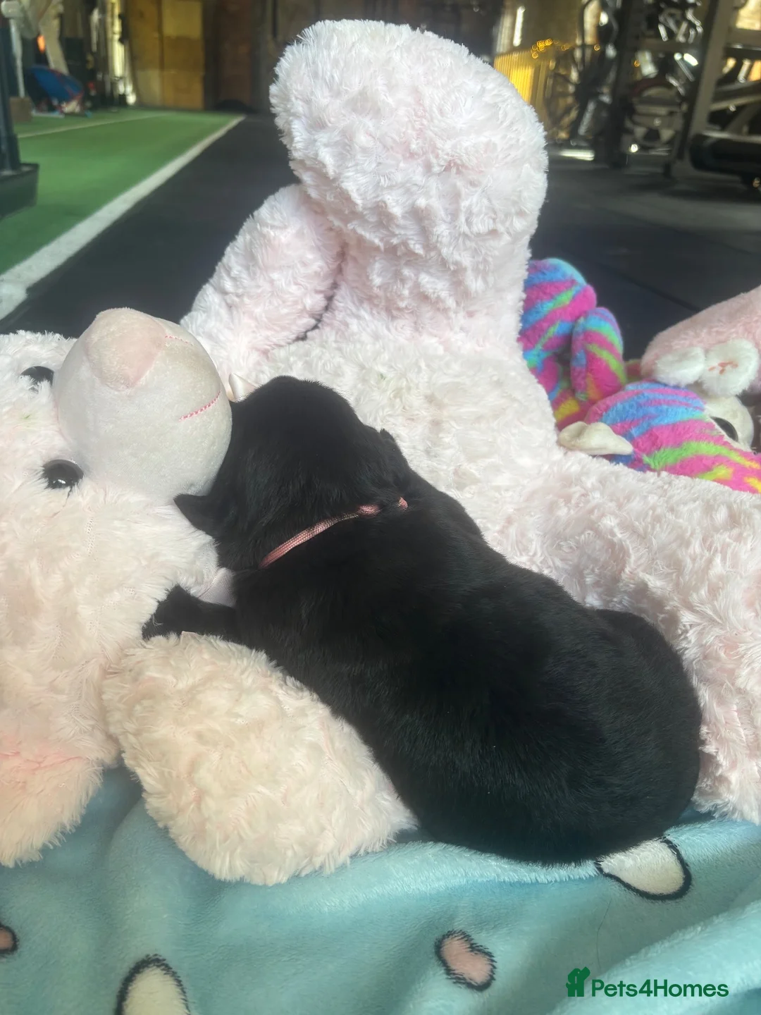 Mixed Breed dogs for sale: Labrottie Girl (Labrador x Rottweiler) - Advert 6