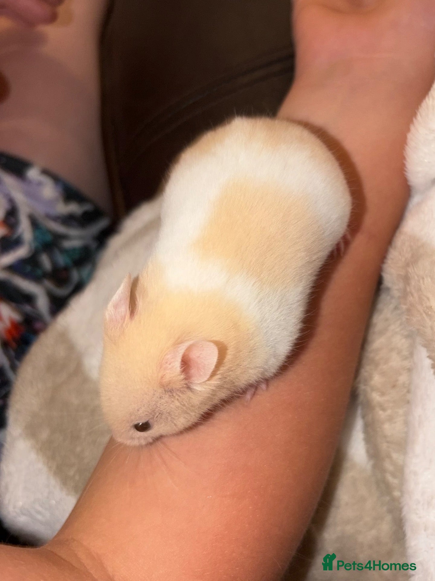 Hamster rodents Gorgeous baby Syrian hamsters  - Advert 4