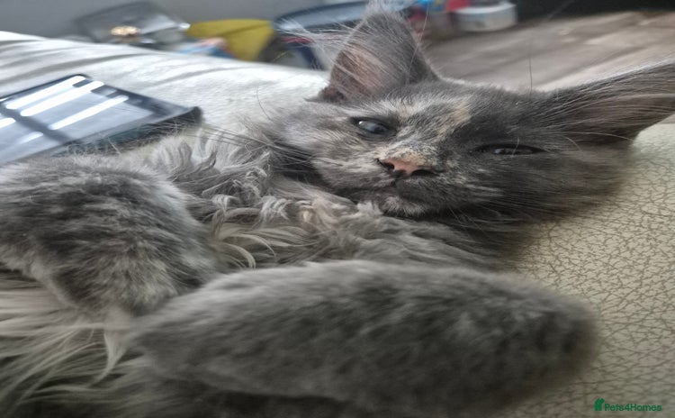 Maine Coon cats - Advert 11