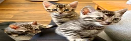 Bengal cats for sale: UPDATE 3 Gorgeous Bengal Kittens ready to reserve - Advert 10