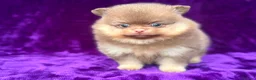 Pomeranian dogs for sale: Kc registered Pom babys ready now x - Advert 4