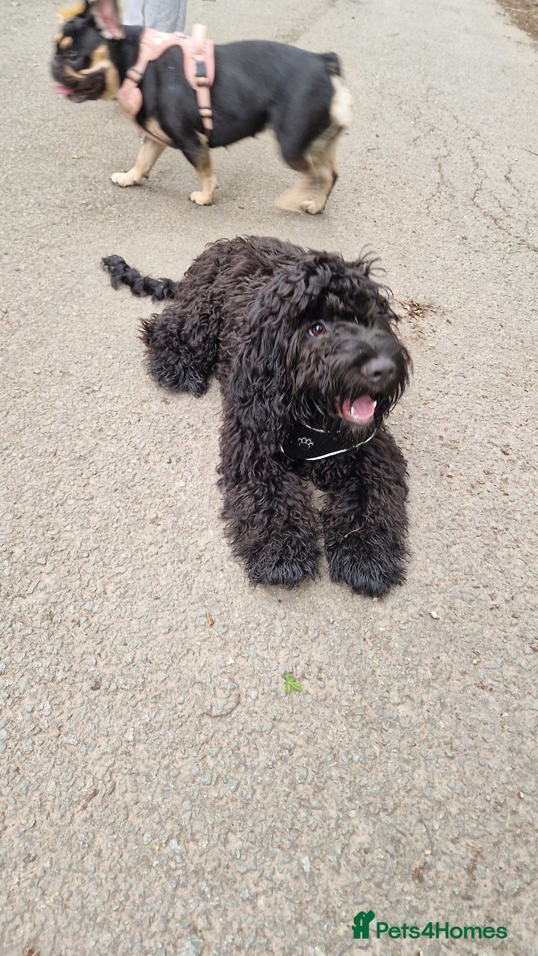 Sprocker dogs 7 Month Old Sprocker Puppy 🐶  - Advert 1