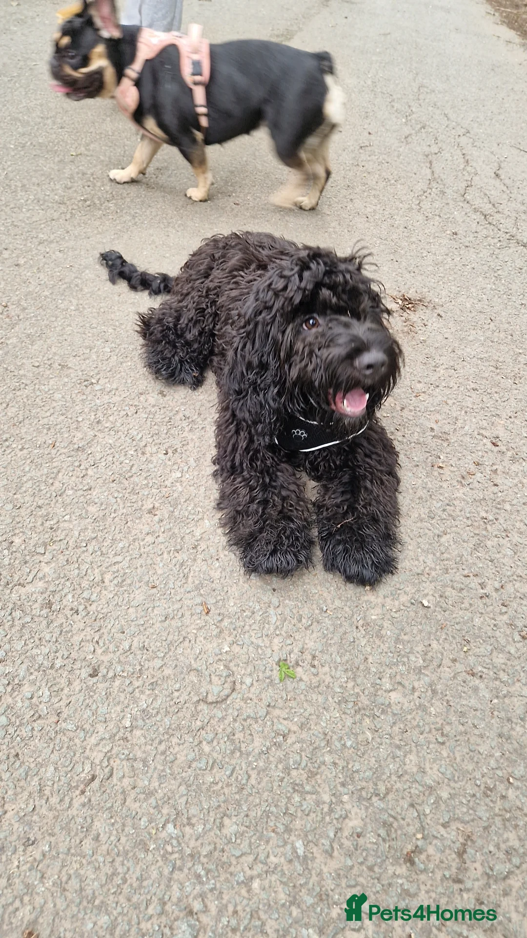Sprocker dogs for sale: 7 Month Old Sprocker Puppy 🐶  in Runcorn - Advert 1