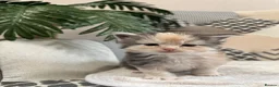 Maine Coon cats for sale: 5 x Stunning GCCF Registered Maine Coon Kittens - Advert 9